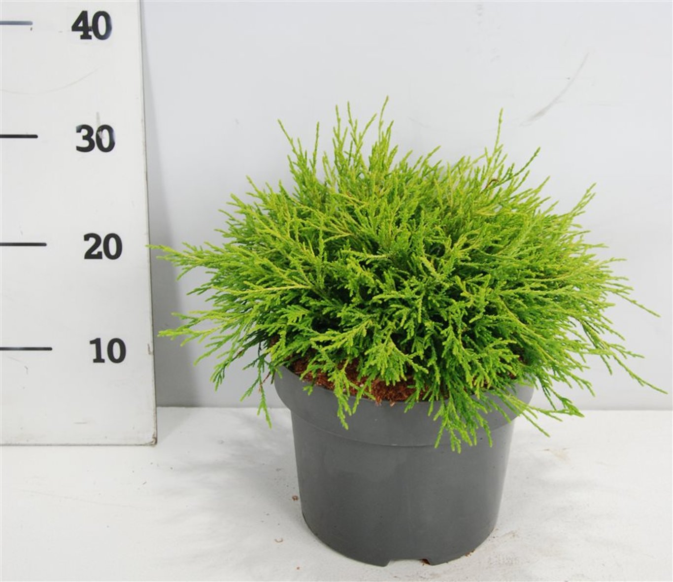 Ädelcypress – Chamaecyparis pisifera 'Sungold' - C5 30-40 cm.